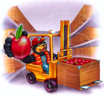 educational illustration of fruit bear